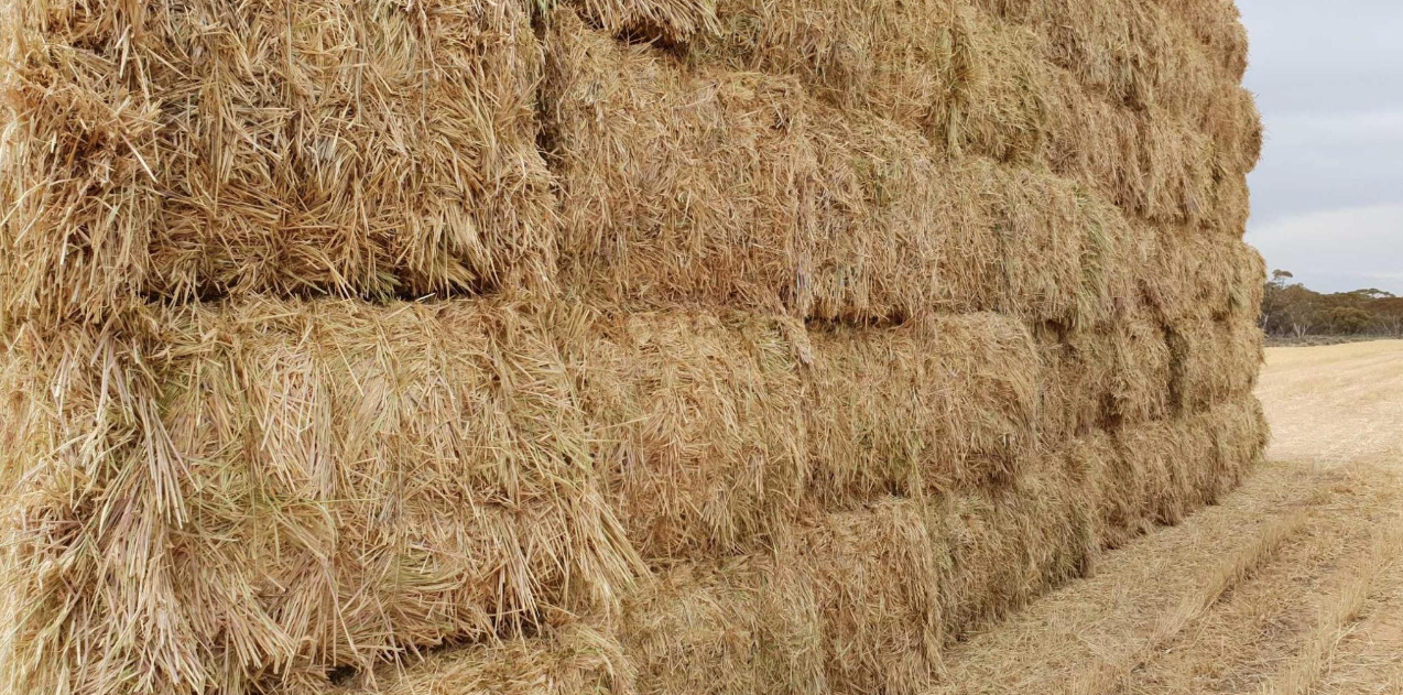 140mt New Season Barley Hay Hay & Fodder Barley Hay For